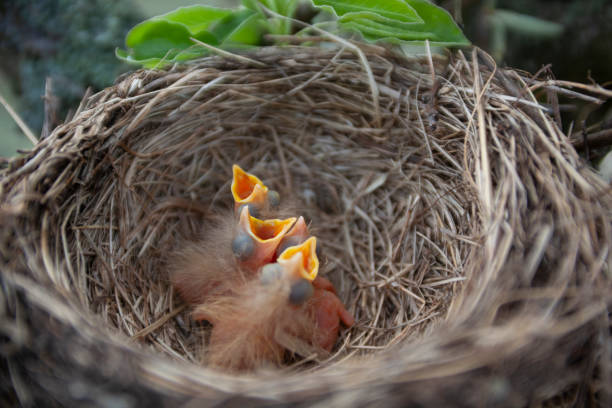 Three 2 day old robins in nest waiting for mom to return with food.