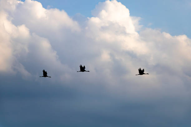 Silhouettes of Three Cranes in Flight Against Dramatic European Sky Clouds