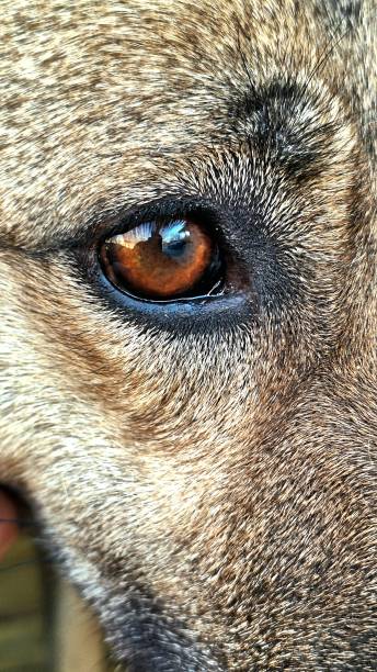 Portrait of a German Shepherd dog's eye and reflection inside its eye