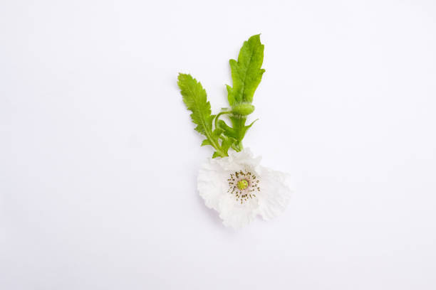White poppy in macro