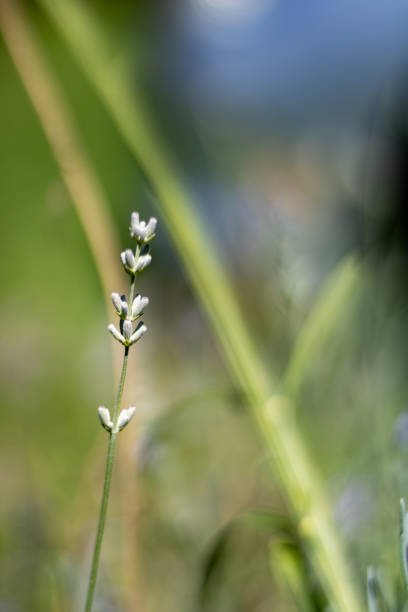 A single lavender bud stands tall against a softly blurred green background. The delicate details of the bud are highlighted by natural sunlight.