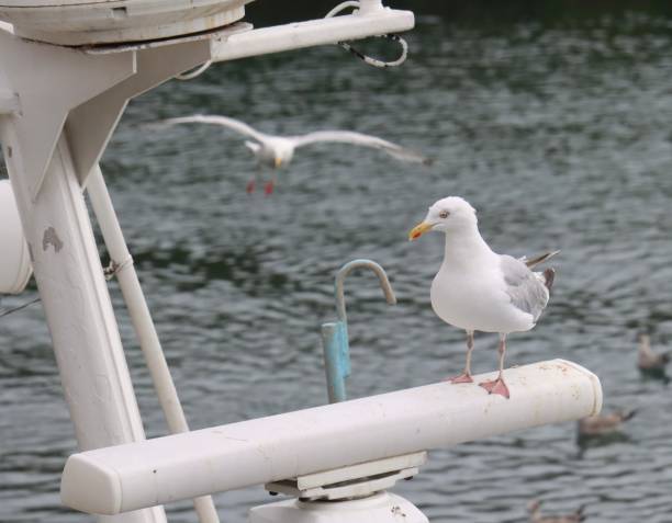 istock Couple of seagulls 2192640574