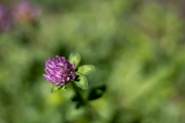 A close-up view of a vibrant purple wildflower against a soft green blurred background. The detailed petals and fresh leaves create a serene and natural aesthetic.
