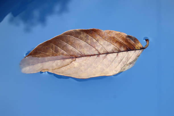 dry leaves on blue water.