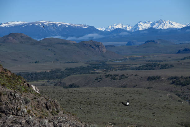 Coyhaique Andean Condors (Vultur gryphus) flying over high cliffs, Coyhaique Alto, Aysen Region, Patagonia, Chile carretera austral chile stock pictures, royalty-free photos & images