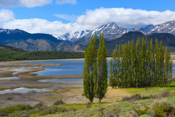 Chacabuco Poplar trees in front of the Andes, Patagonia National Park, Chacabuco valley near Cochrane, Aysen Region, Patagonia, Chile carretera austral chile stock pictures, royalty-free photos & images