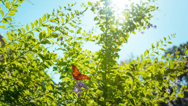 butterfly on a leaf