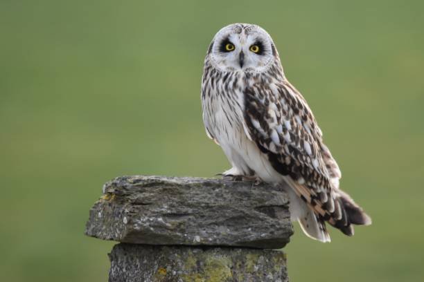 istock Short eared owl, Tankerness, Orkney 2192643464