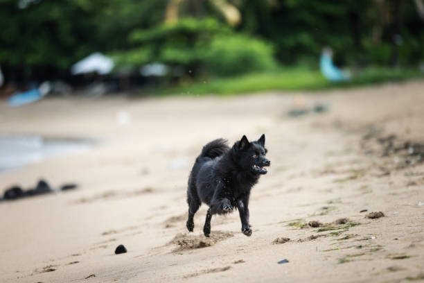 Stray dog is running on Sanur beach.Bali Island - Indonesia