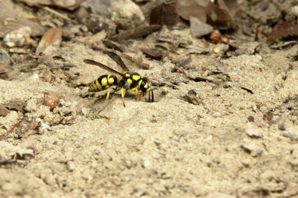 This is a hunting wasp.
