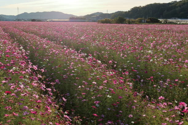 istock Cosmos field, Bathed in the morning sun (Takasu, Kochi City, Kochi Prefecture) 2192645449