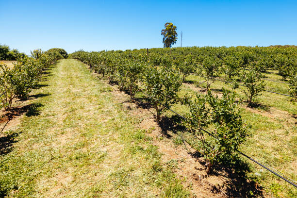 istock Blueberries in Stanley Australia 2192645468