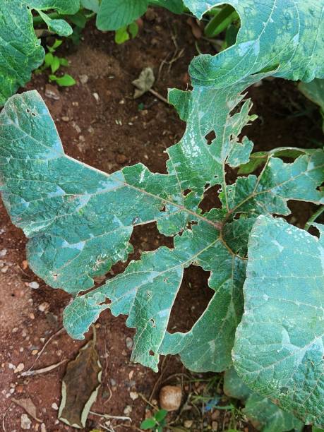 istock Pumpkin Leaf: Large, Broad, Round-Shaped Structure with Jagged Edges and Rough Texture in Deep Green. Damage Caused by Caterpillar on Pumpkin Leaf: Impact on Plant Growth 2192647308