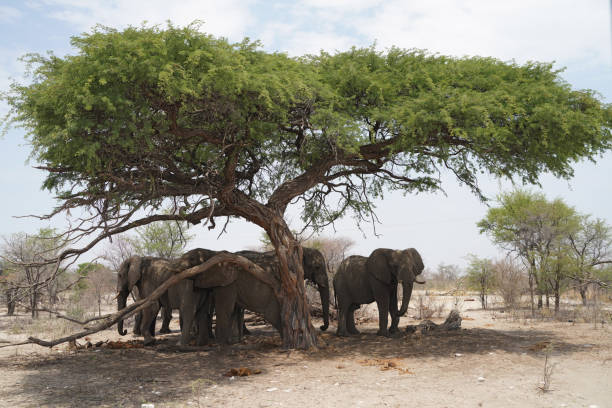 istock Elephants along the road between  Nata et Maun in Botswana 2192649016