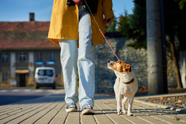 istock Jack Russell Terrier standing on sidewalk with owner 2192649362