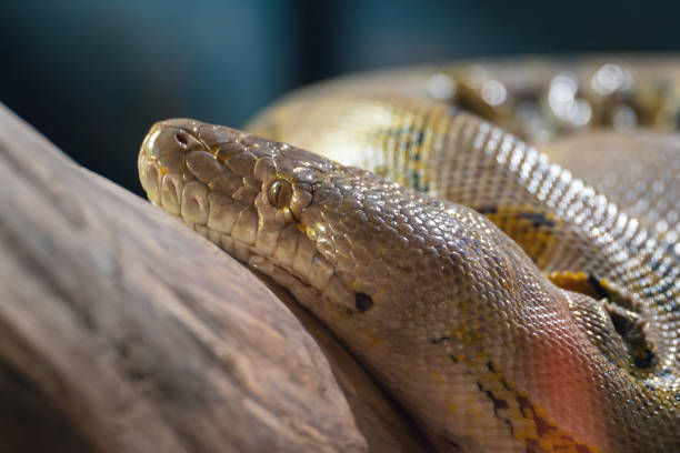 istock Close up portrait of a beautiful python snake on a branch 2192649787