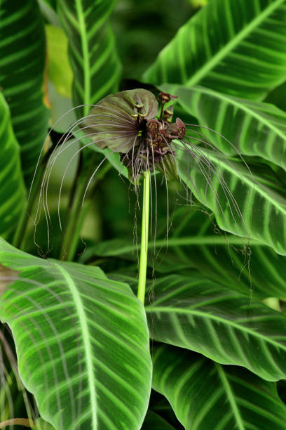 istock Tacca chantrieri / Black Bat Flower: Exotic Looking Plant with its Unusual Shape, Texture and Color 2192652222