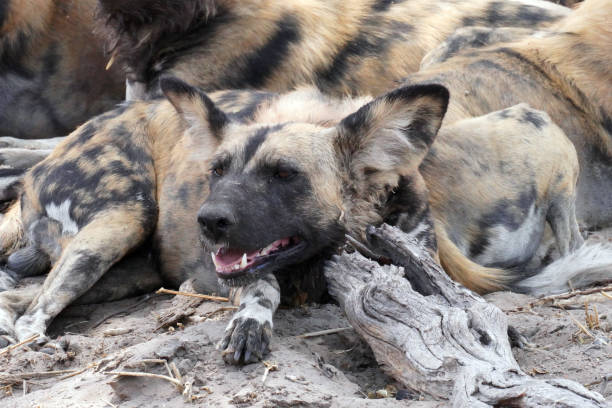 Painted dogs in Moremi national Park in Botswana
