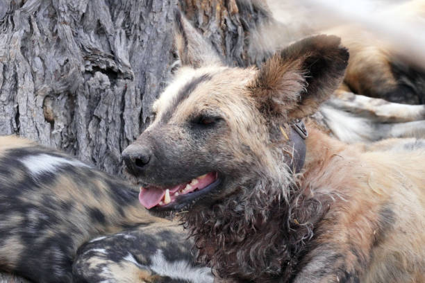 Painted dogs in Moremi national Park in Botswana