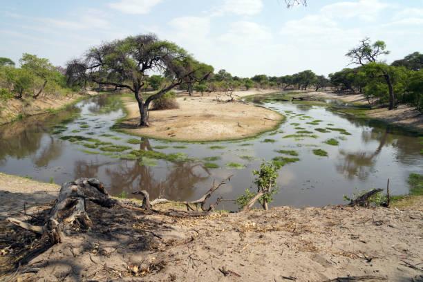 Bush Camp in Moremi national Park in Botswana