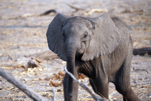 istock Elephants in Moremi National Park in Botswana 2192654058