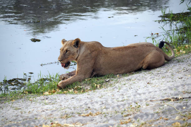 Lioness in Moremi National Park in Botswana