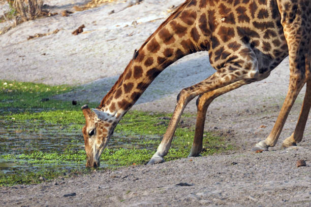 Giraffe in Moremi National Park in Botswana