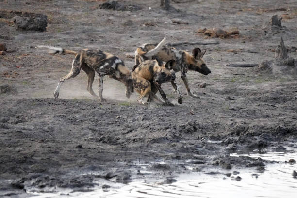 istock Painted dogs in Moremi national Park in Botswana 2192654174