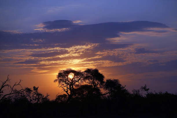 African Sunset with Tree Silhouettes on safari in South Africa