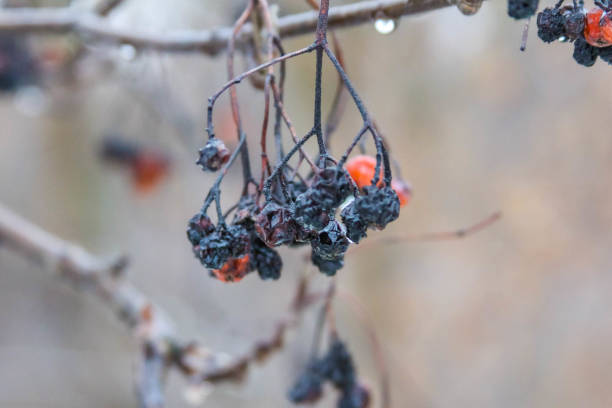 Shriveled black and red berries cling to bare branches during a gray autumn day, showcasing nature's changes as winter approaches.