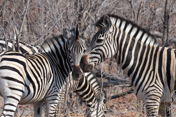 istock Zebras in Moremi National Park in Botswana 2192654242