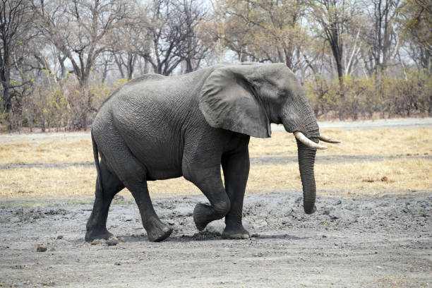 elephant in the wild