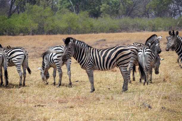 Zebras in Moremi National Park in Botswana