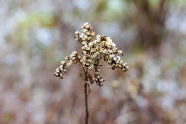 Delicate wildflower stands tall against a blurred background, showcasing its unique features in a serene environment during daylight.