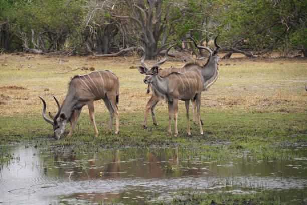 istock Kudu antelope in Moremi national Park in Botswana 2192654323