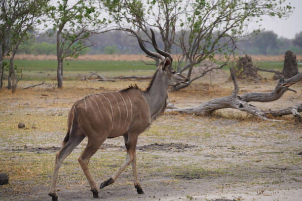 istock Kudu antelope in Moremi national Park in Botswana 2192654340