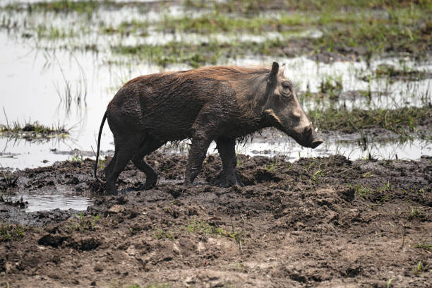 istock Warthog in Moremi National Park in Botswana 2192654368