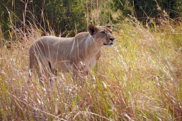 Lioness in Moremi National Park in Botswana