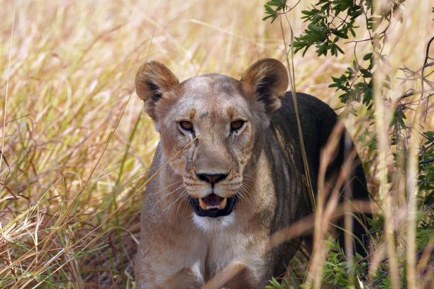 Lioness in Moremi National Park in Botswana