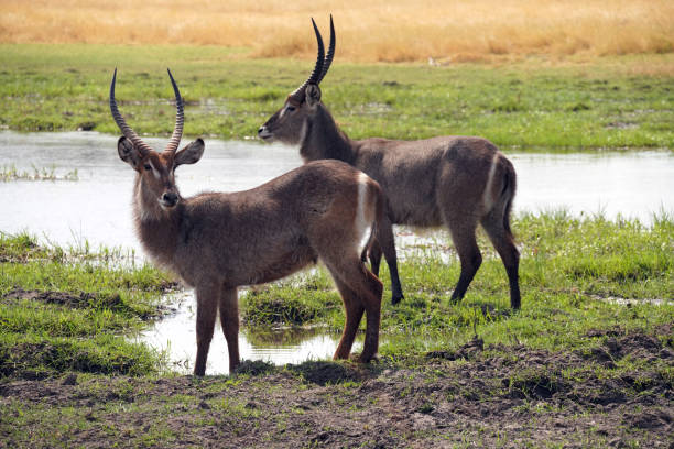 Growing waterbuck in Moremi national Park in Botswana