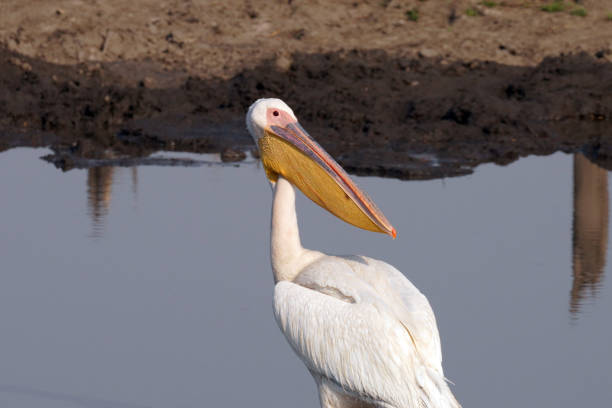African Pelican in Moremi national Park in Botswana