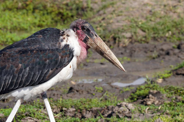 Marabout stork  in Moremi National Park in Botswana