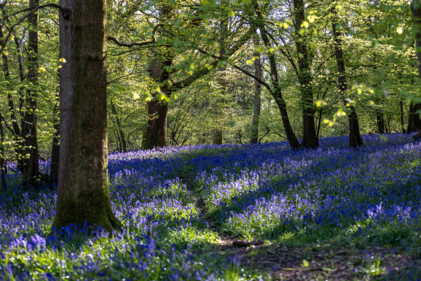 istock A pretty bluebell wood blooming in springtime 2192654630