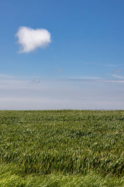 A heart shaped cloud and blue sky over farmland in Sussex