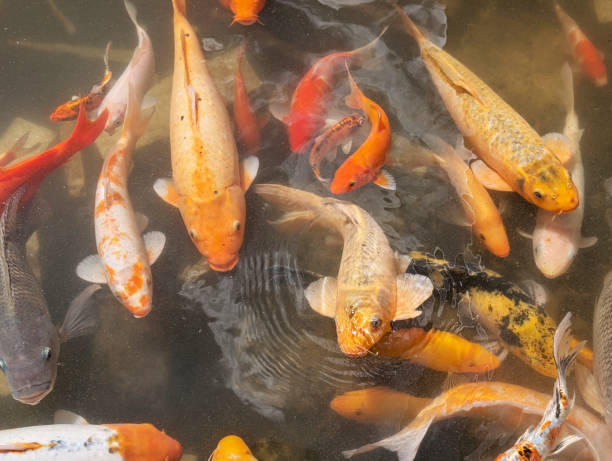 istock Koi carps fishes in a pond 2192654954
