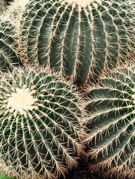 istock Close up of golden barrel cactus 2192654956