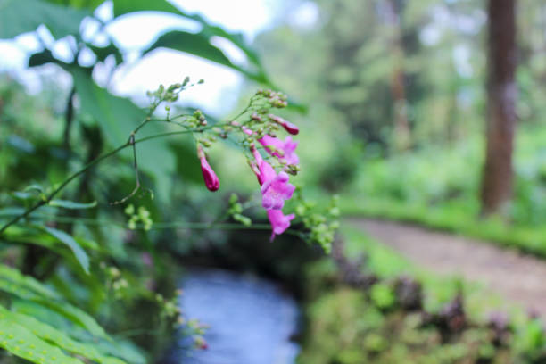 Close-up of purple flowers blossoming along a scenic natural path by a small stream in a vibrant green forest. The image captures the serene beauty of wildflowers in nature.