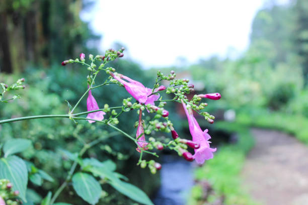 Close-up of purple flowers blossoming along a scenic natural path by a small stream in a vibrant green forest. The image captures the serene beauty of wildflowers in nature.