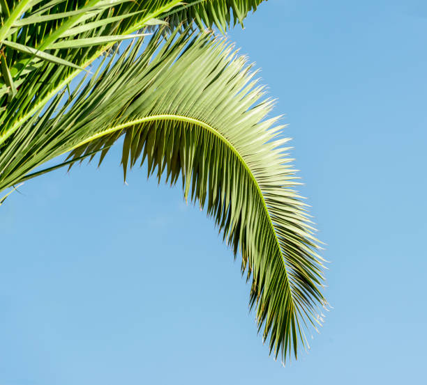 istock Palm leaves against the sky 2192655593