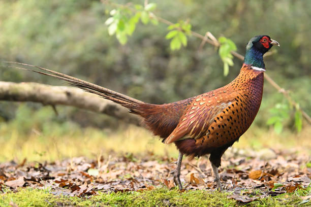 istock Male pheasant in the countryside 2192656698